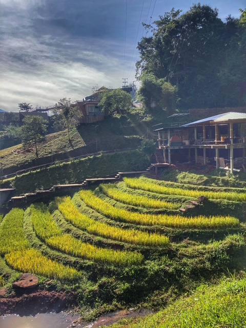 reisfeld norden thailand nan