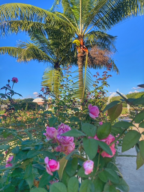 rosen und kokospalme in phayao, berge im norden thailand