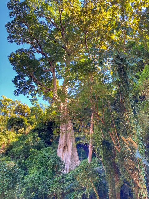 urwald im norden von thailand