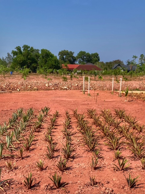 ananas garten plantage in chumphon, golf von thailand