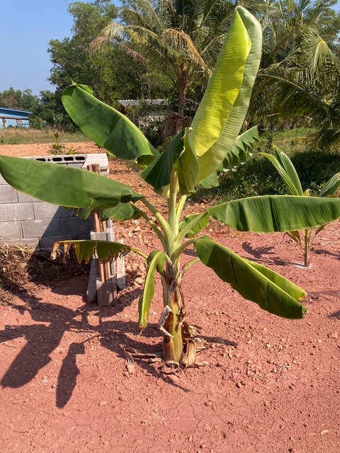 banane garten plantage in chumphon, golf von thailand