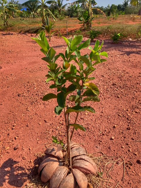 baum garten plantage in chumphon, golf von thailand
