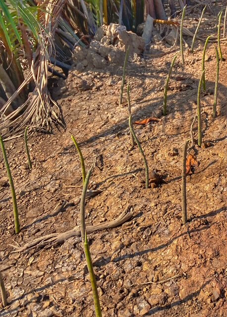 mangroven setzlinge am fluss in thailand auf unseren grundstuecken