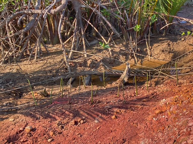 mangroven setzlinge plantage suan metawi, chumphon thailand