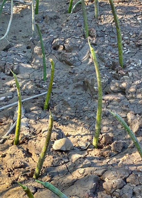 neue mangroven setzlinge plantage suan metawi, chumphon thailand