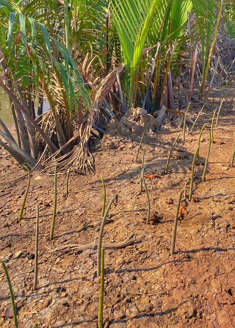 neue mangroven setzlinge suan metawi, chumphon thailand