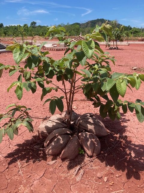 farang guave 1 jahr alt, chumphon, thailand