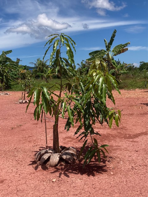 mango 1 jahr alt, chumphon thailand