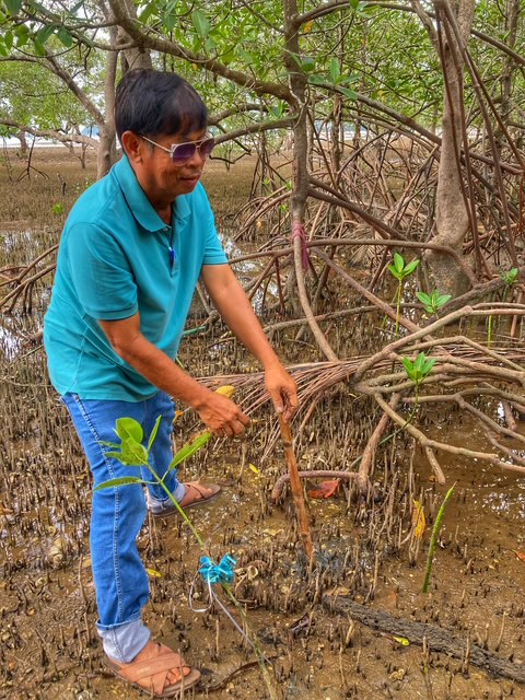 mangroven chumphon thailand, gemeinsames anpflanzen 3