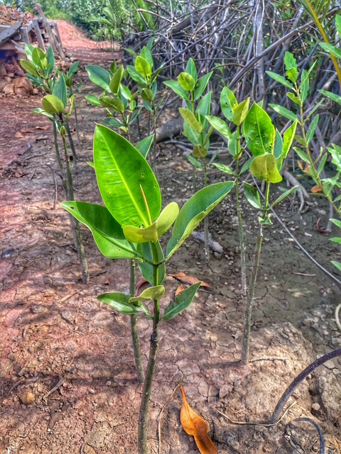 Chumphon, Thailand, Plantage August 26, Mangroven