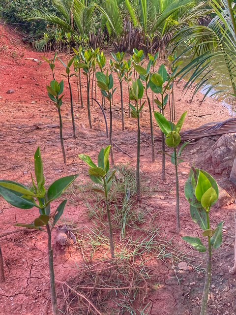 Chumphon, Thailand, Plantage August 26, Mangroven2