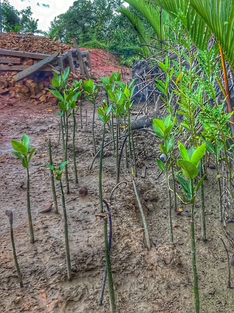 Chumphon, Thailand, Plantage Juli 26, Mangroven 2