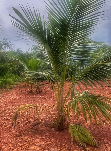 kokospalme nach einem jahr, august 2026, plantage chumphon thailand
