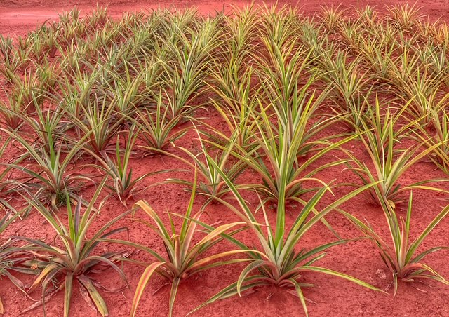 plantage chumphon thailand august 2026 ananas