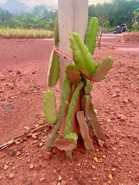 drachenfrucht, garten in thailand, suan metawi