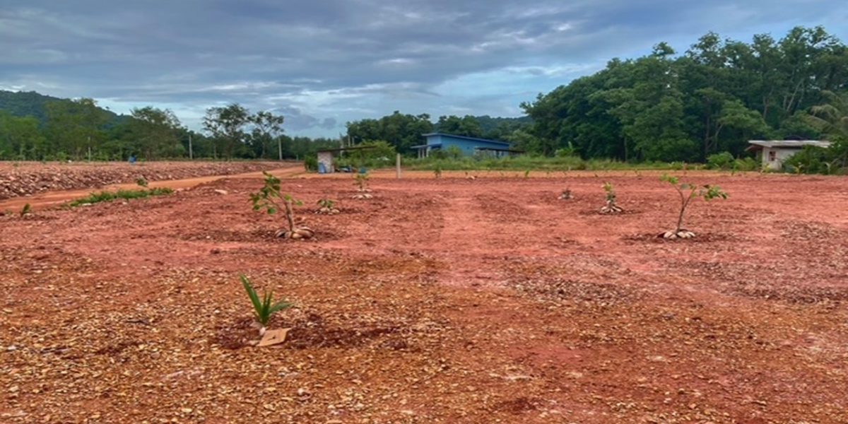 garten in thailand, plantage, suan metawi, chumphon