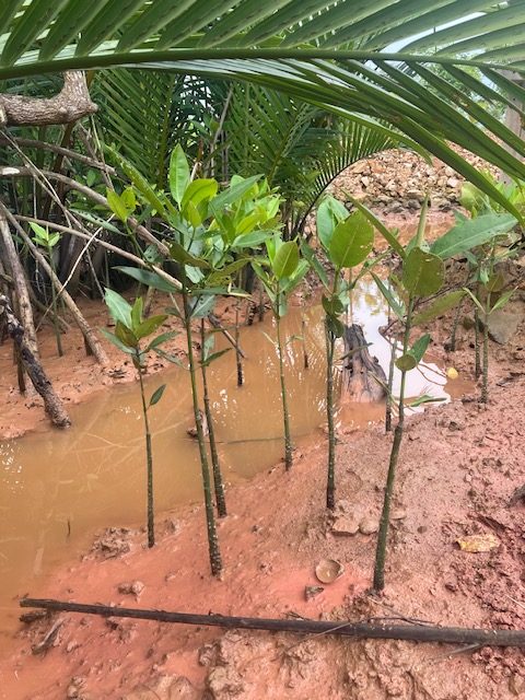 mangroven gezeitenkanal suan metawi chumphon, garten in thailand