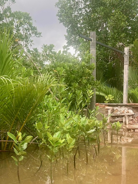 mangroven im wasser, suan metawi, plantage in chumphon, thailand