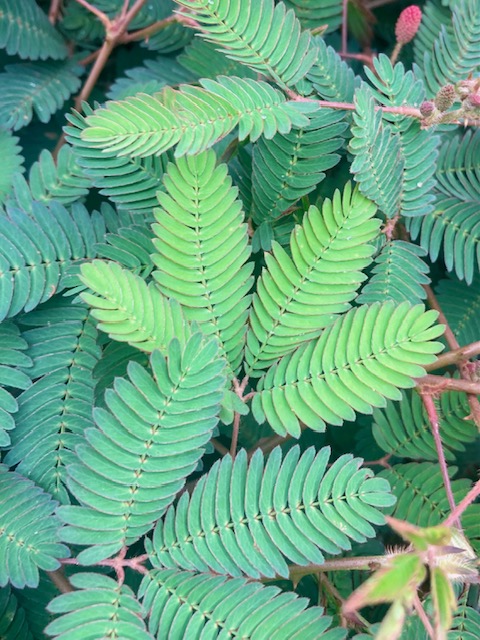 mimosenblätter