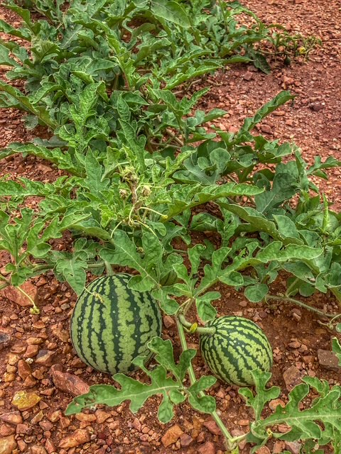 suan metawi wassermelonen