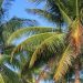 Gesundheit im tropischen Chumphon Thailand, hier Kokosnusspalmen