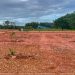 garten in thailand, plantage, suan metawi, chumphon