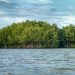 Mangroven, Mangrovenwald, Insel, Chumphon Thailand, Hilfe gegen Klimawandel, Lunge der Erde