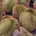 Durian, Stinkfruch, Plantage, Durianplantage
